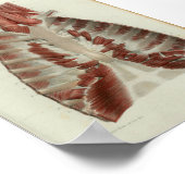 1844ヴィンテージ解剖学プリント筋肉の胸 ポスター (角)