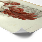 1844ヴィンテージ解剖学プリント筋肉の胸 ポスター (角)