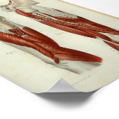 1844ヴィンテージ解剖学プリント筋肉ショルダー ポスター (角)