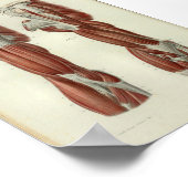 1844ヴィンテージ解剖学プリント筋肉ショルダー ポスター (角)