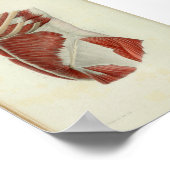 1844ヴィンテージ解剖学プリント筋肉トルソ ポスター (角)