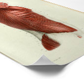 1844ヴィンテージ解剖学プリント筋肉トルソ ポスター (角)