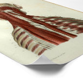 1844ヴィンテージ解剖学プリント筋肉ネック ポスター (角)