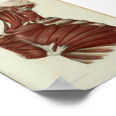 1844ヴィンテージ解剖学プリント筋肉ネック ポスター (角)