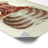 1844ヴィンテージ解剖学プリント筋肉ネック ポスター (角)