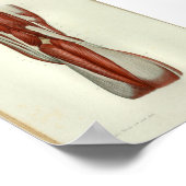 1844ヴィンテージ解剖学プリント筋肉膝 ポスター (角)