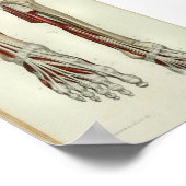 1844ヴィンテージ解剖学プリント筋肉足 ポスター (角)