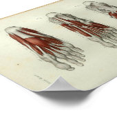 1844ヴィンテージ解剖学プリント筋肉足 ポスター (角)