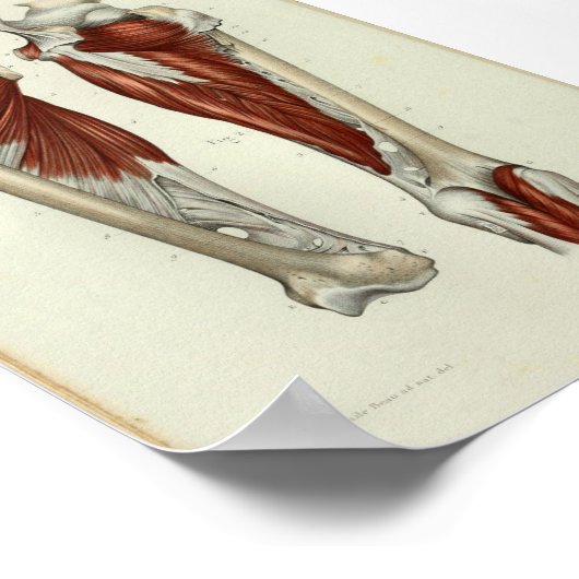 1844ヴィンテージ解剖学プリント筋脚 ポスター (角)