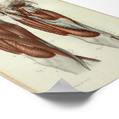 1844ヴィンテージ解剖学プリント筋脚 ポスター (角)