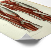 1844ヴィンテージ解剖学プリント筋脚 ポスター (角)