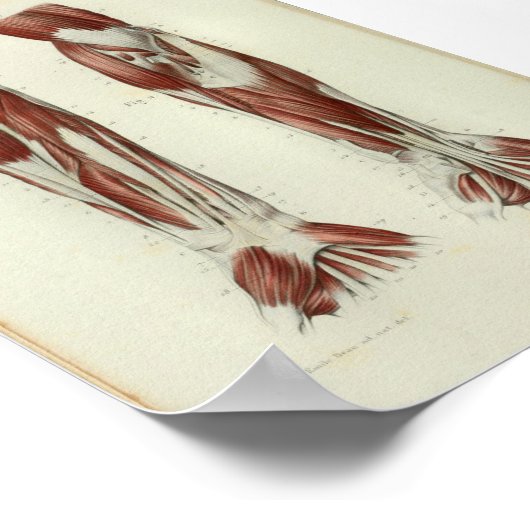 1844ヴィンテージ解剖学プリント筋腕 ポスター (角)