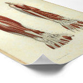 1844ヴィンテージ解剖学プリント筋腕 ポスター (角)