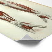 1844ヴィンテージ解剖学プリント筋腕 ポスター (角)