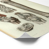 1844ヴィンテージ解剖学プリント膝足首 ポスター (角)