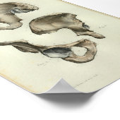 1844ヴィンテージ解剖学プリント骨盤骨 ポスター (角)