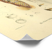 1845年ヴィンテージイラスト クモイカのカラーアートプリント ポスター (角)