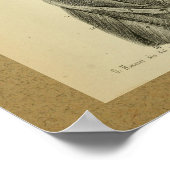 1850ヴィンテージプリント筋肉 ポスター (角)