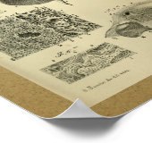 1850ヴィンテージプリント胃 ポスター (角)