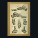 1850ヴィンテージプリント足足首 ポスター<br><div class="desc">ヴィンテージ1850解剖学的プリントイラストレーション.あなたのプリントの人間の足の骨とカスタマイズ足首.背景イメージを削除し、必要に応じて背景の色を変更できま縁どす。背景の色は必要に応じて変更できます。</div>