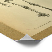 1850ヴィンテージ解剖学プリントスケルトン ポスター (角)