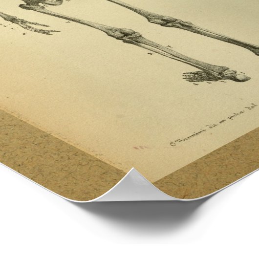 1850ヴィンテージ解剖学プリントスケルトン ポスター (角)