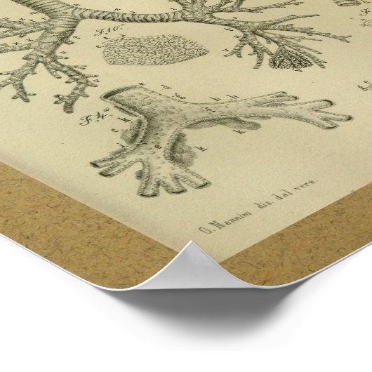 1850ヴィンテージ解剖学プリントハート気管 ポスター (角)