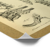 1850ヴィンテージ解剖学プリントリブケージ ポスター (角)