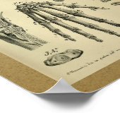 1850ヴィンテージ解剖学プリント手の骨ヒト ポスター (角)