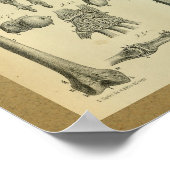 1850ヴィンテージ解剖学プリント手手首 ポスター (角)