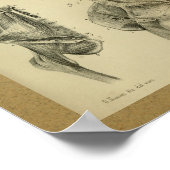 1850ヴィンテージ解剖学プリント手筋肉 ポスター (角)