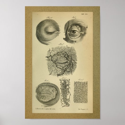 1850ヴィンテージ解剖学プリント眼動脈 ポスター (正面)
