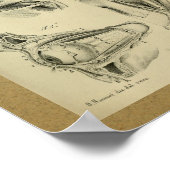 1850ヴィンテージ解剖学プリント眼筋 ポスター (角)