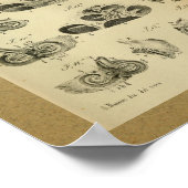 1850ヴィンテージ解剖学プリント耳の内部 ポスター (角)