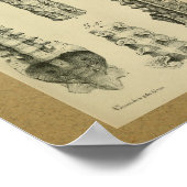 1850ヴィンテージ解剖学プリント脊柱 ポスター (角)