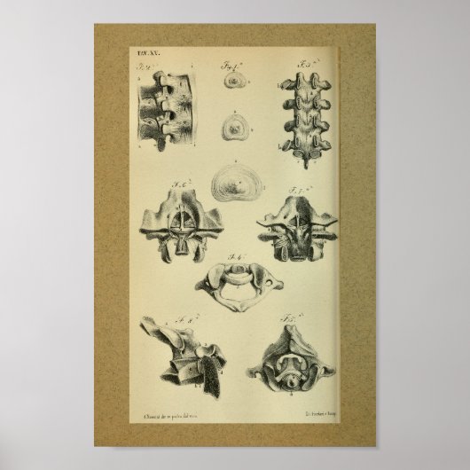 1850ヴィンテージ解剖学プリント脊椎骨 ポスター (正面)