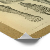 1850ヴィンテージ解剖学プリント脚筋肉 ポスター (角)