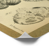 1850ヴィンテージ解剖学プリント脳小脳 ポスター (角)