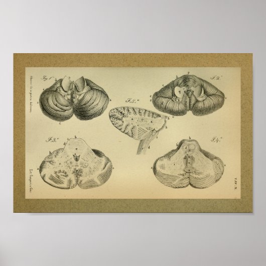 1850ヴィンテージ解剖学プリント脳小脳 ポスター (正面)