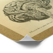 1850ヴィンテージ解剖学プリント脳幹 ポスター (角)