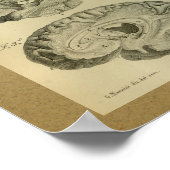 1850ヴィンテージ解剖学プリント脳葉 ポスター (角)