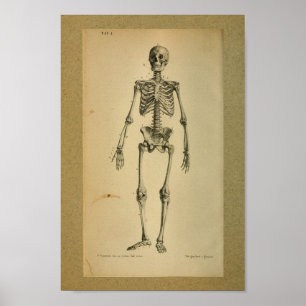1850年のヴィンテージの解剖学のプリントの骨組 ポスター