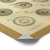 1850 Vintage Anatomy Print Eye Muscles ポスター (角)