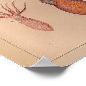 1851ヴィンテージカラタコプリント ポスター (角)