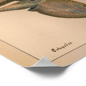 1851ヴィンテージカラタコプリント ポスター (角)