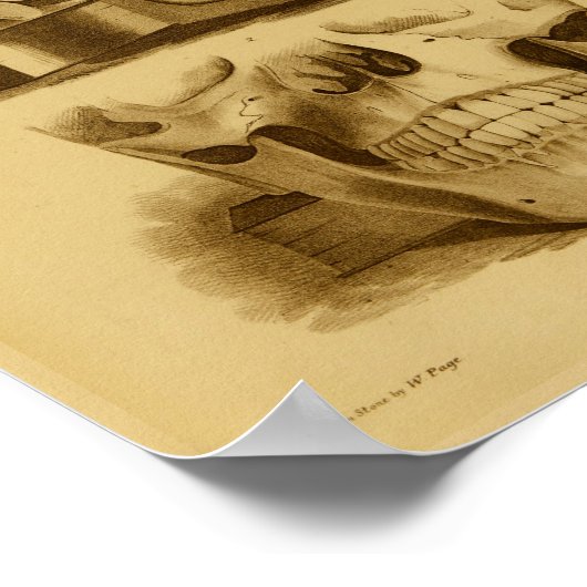 1854ヴィンテージヒトスカル顎解剖学プリント ポスター (角)