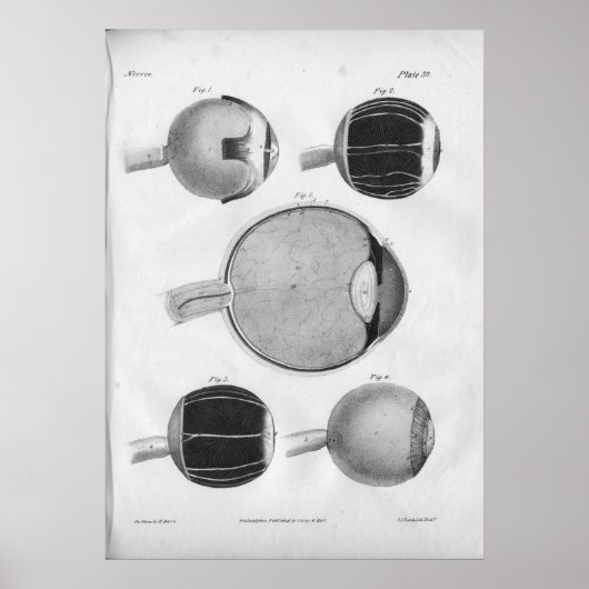 1854 Vintage Eye Anatomy Print ポスター (正面)