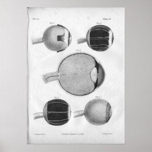 1854 Vintage Eye Anatomy Print ポスター
