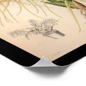 1860ヴィンテージオーキッドフラワープリントイエロー ポスター (角)