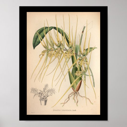 1860ヴィンテージオーキッドフラワープリントイエロー ポスター (正面)